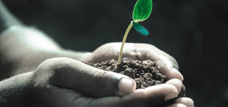 Dues mans lliurant un grapat de sorra d'on neix una planta